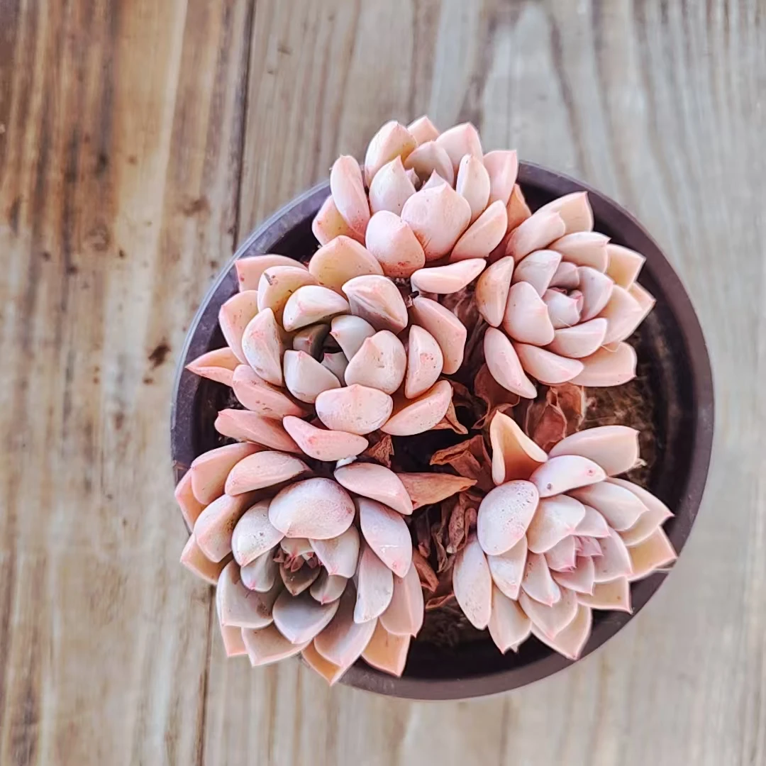 【红粉佳人多肉  满9.9包邮】阳台露台绿植栽种养护