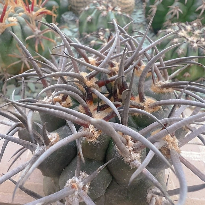 守金摩天龙。牛角纹基因。苗接落地自根。