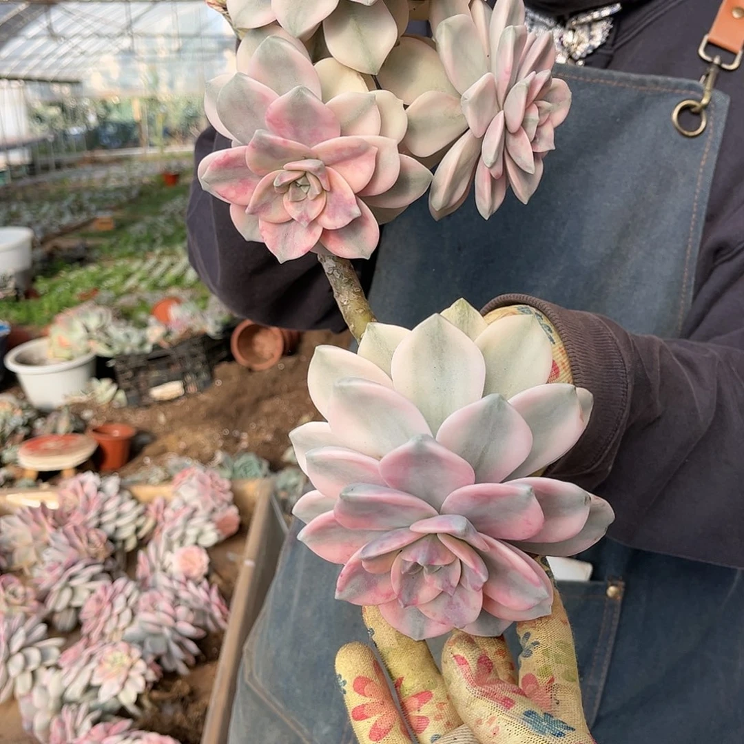 美****草多肉植物紫乐景A13