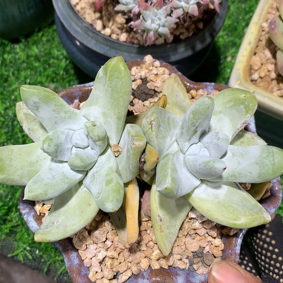 拇指12 公分一物一拍
