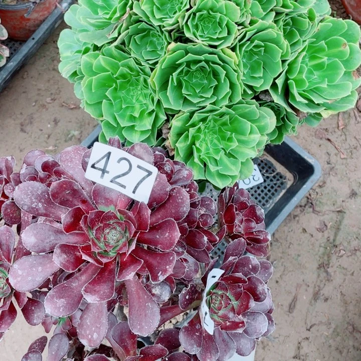 多肉植物组合427