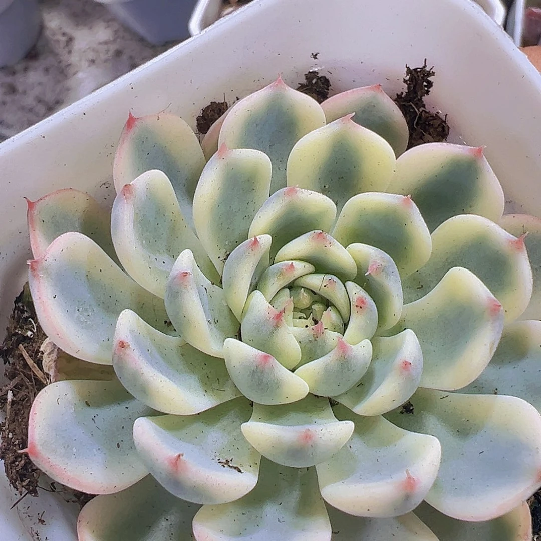 姬莲锦9.9包邮多肉植物