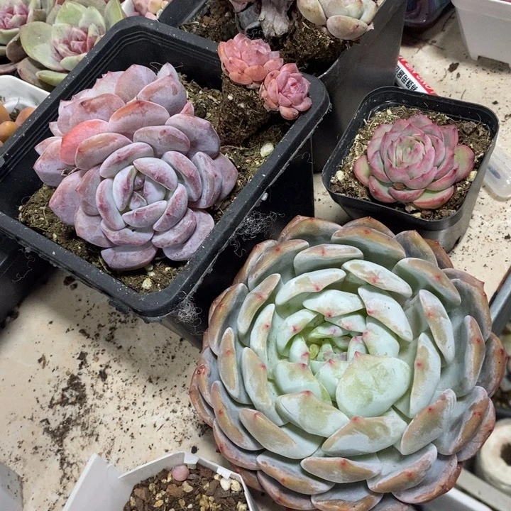 正版至尊星影大橙子