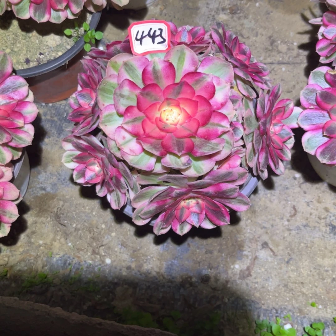 443多肉植物倾城法师