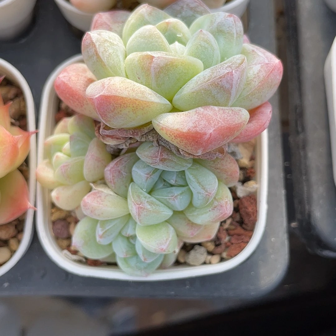 优选冰玉福利391