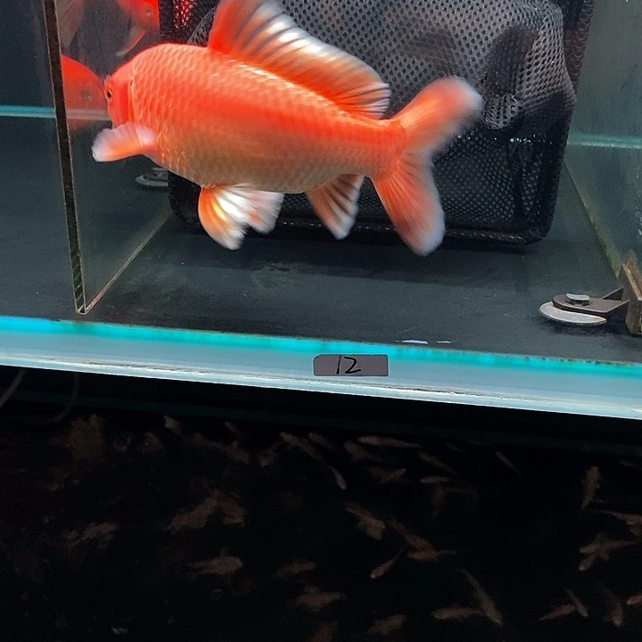 蝴蝶鲤专***具12号蝴蝶鲤