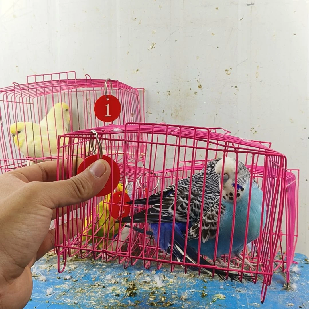 虎皮鹦鹉大头鹦鹉