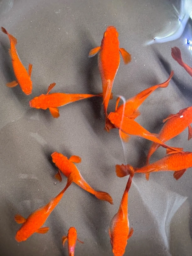 精品观赏鱼鸿运当头双分水（通背）