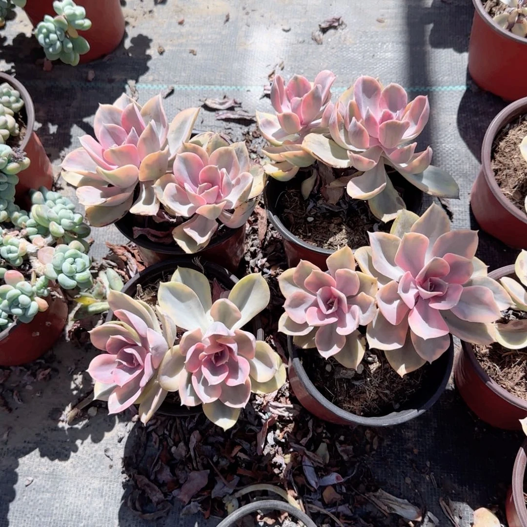 无花朵彩虹两头三头特价