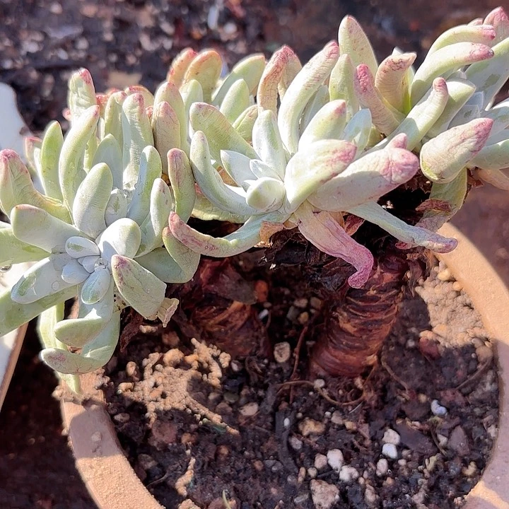 仙女杯多肉植物提取