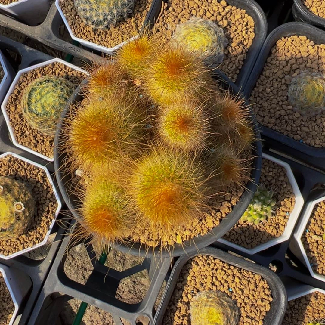 厚***力实生金丝猴仙人球多肉植物