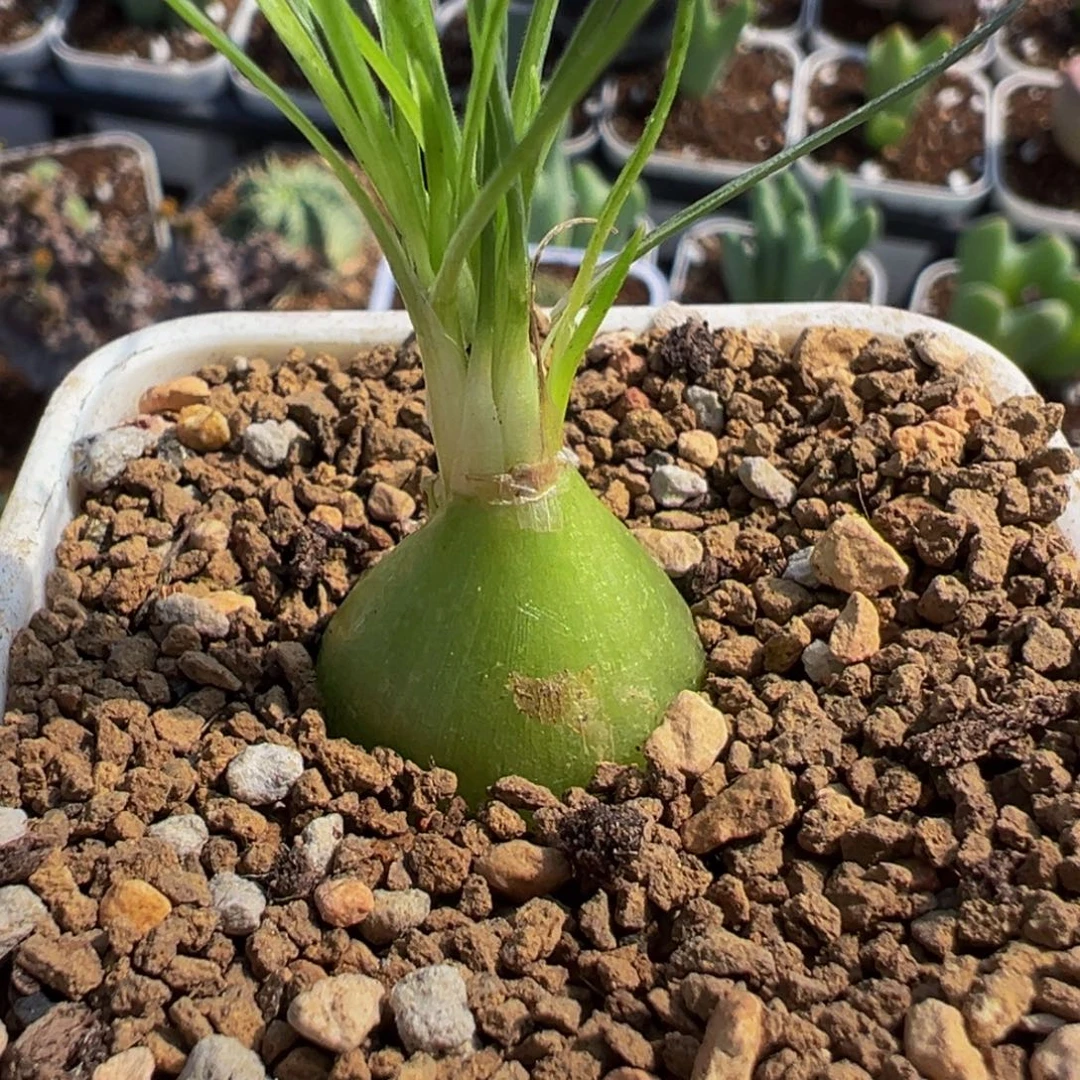 852多肉植物种类多样