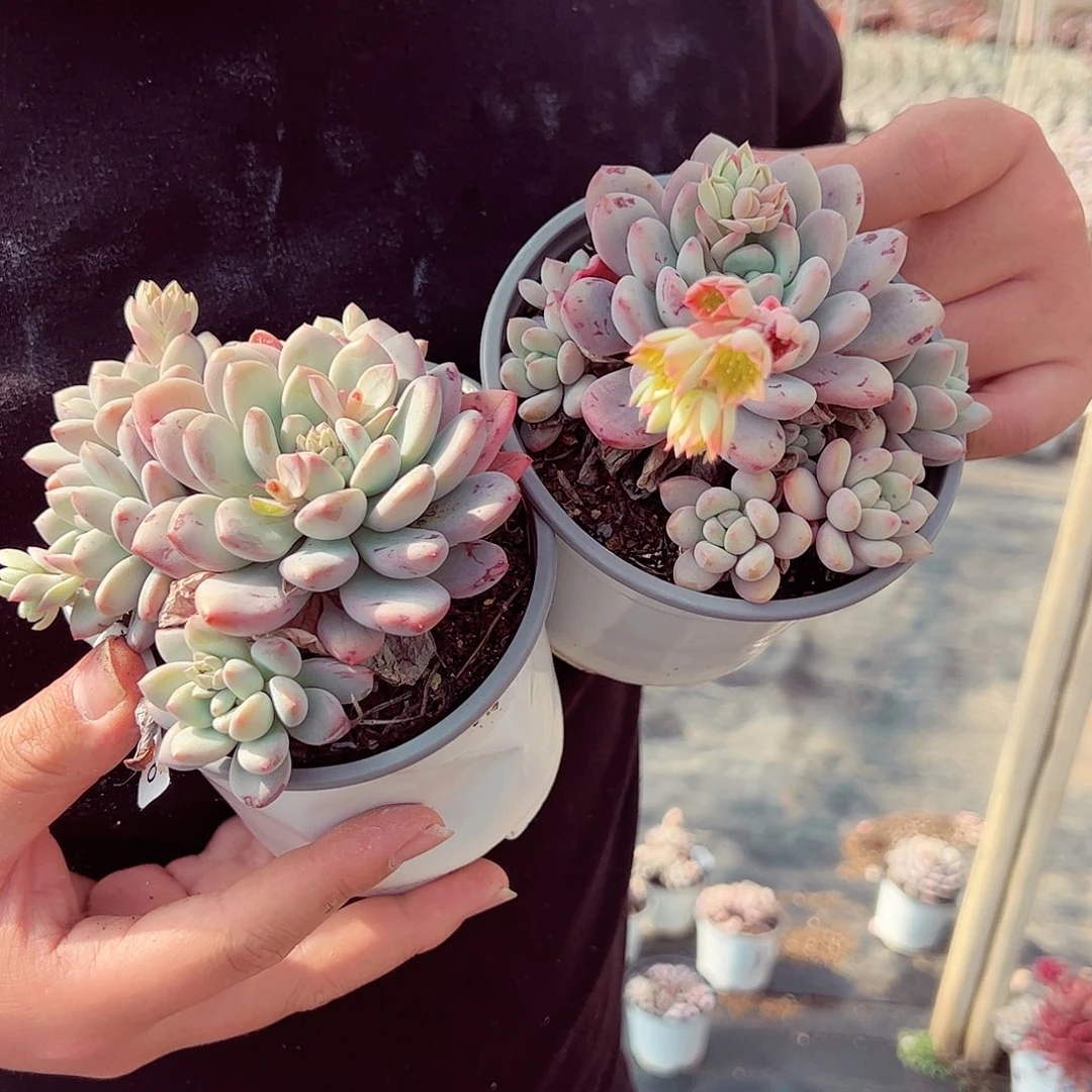 香水两盆多肉植物