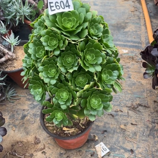 604绿羊绒不包断枝