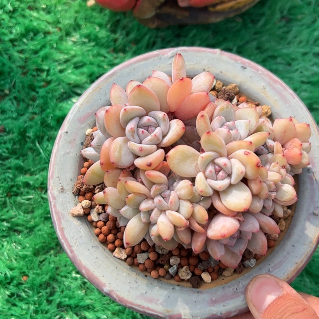 有****儿星影缀化槿桦精品