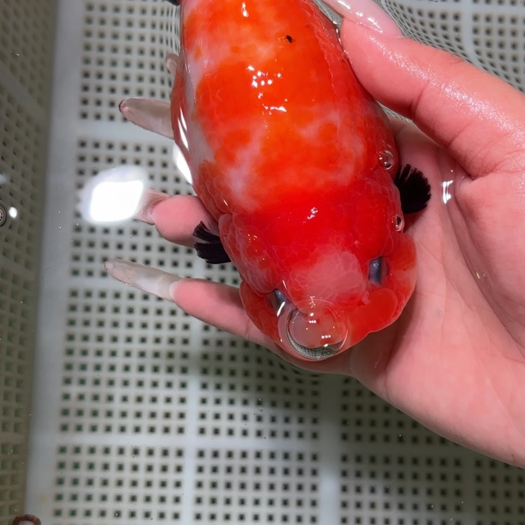 平***活金鱼拍包装包邮不拍包装运费到付