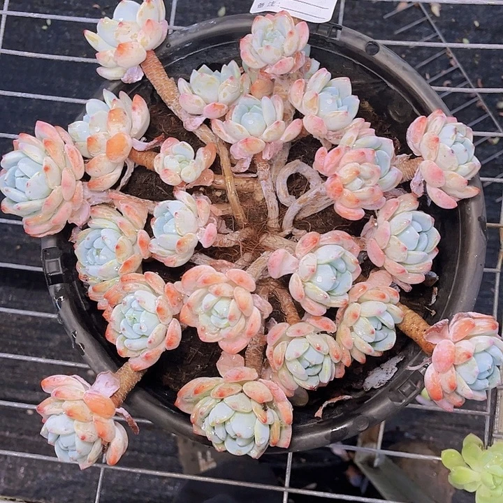 谷***2不去看书啊哈在寝室呢456