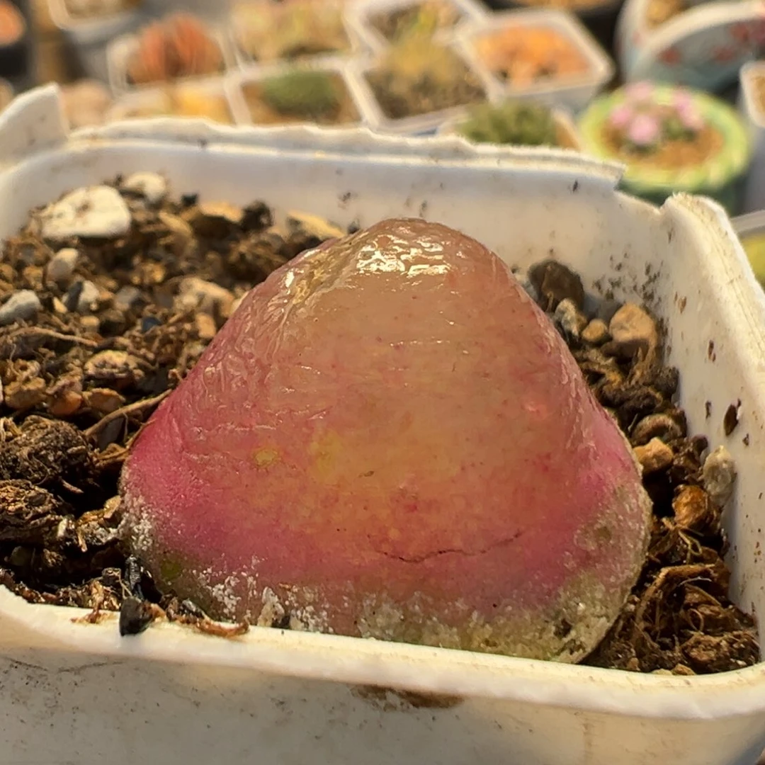 94多肉植物百科植物