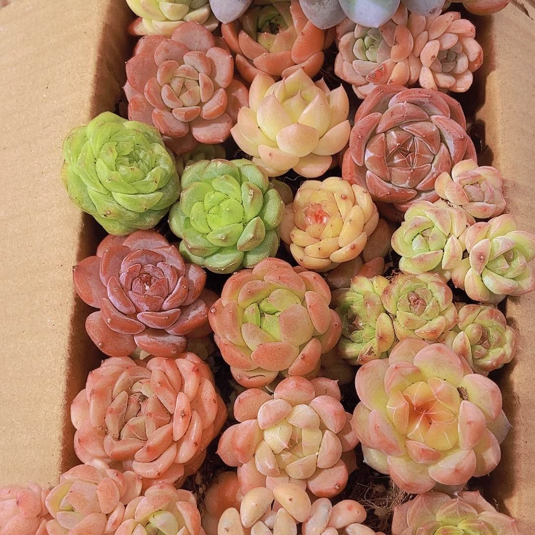 0000001量拍保底20颗，小