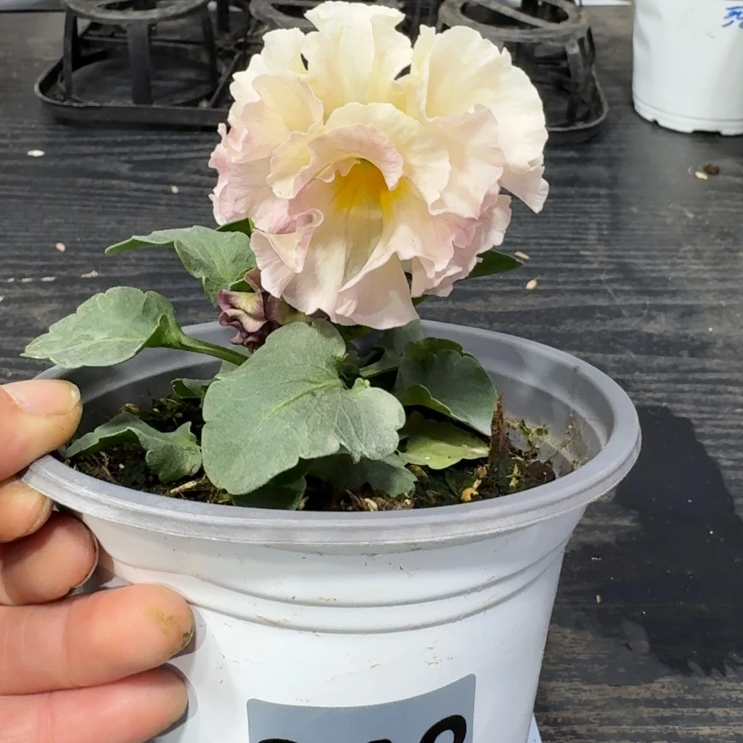 全部花朵348号粉礼服