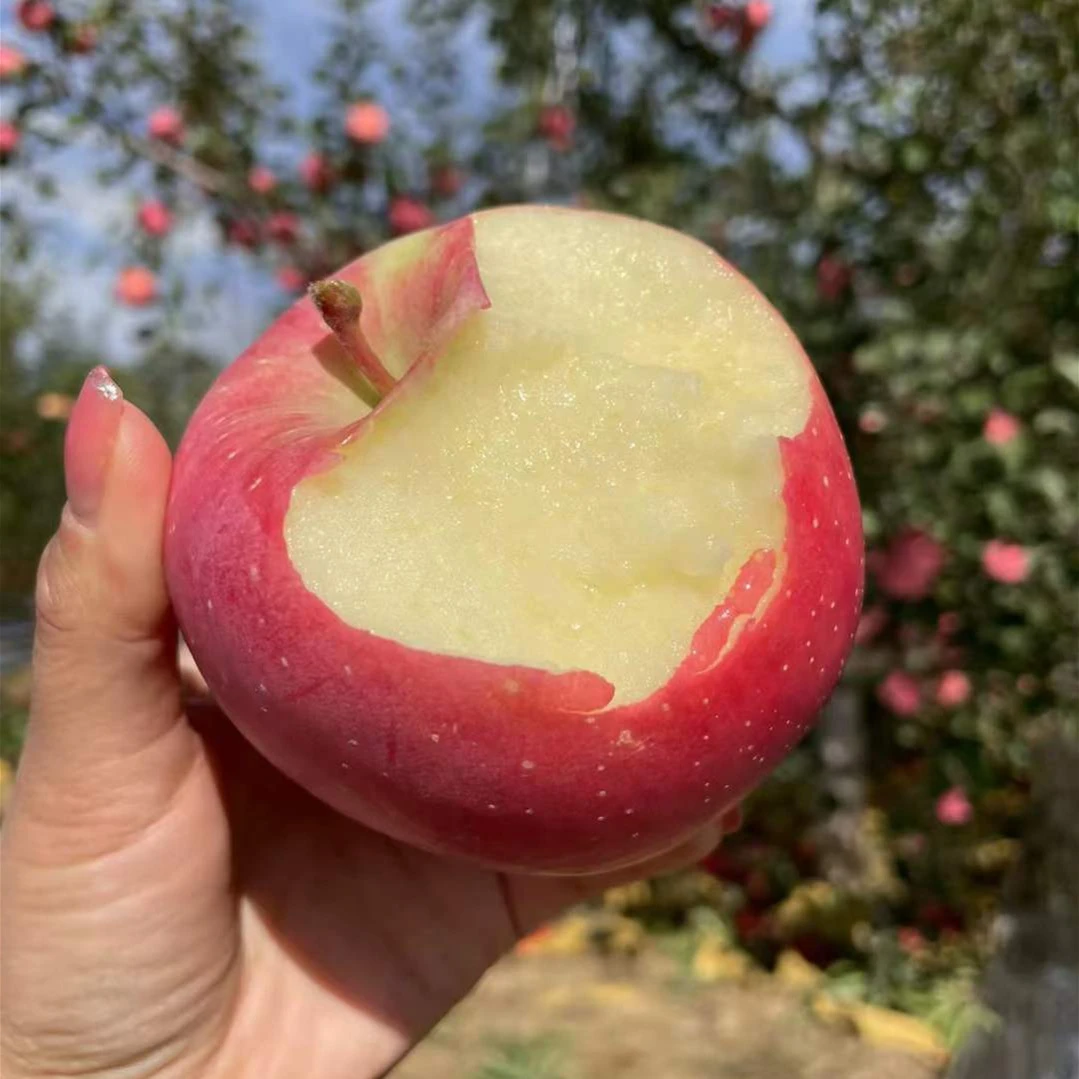 陕西红富士苹果  新鲜脆甜皮薄特大纸袋高原红苹果水果产地直发