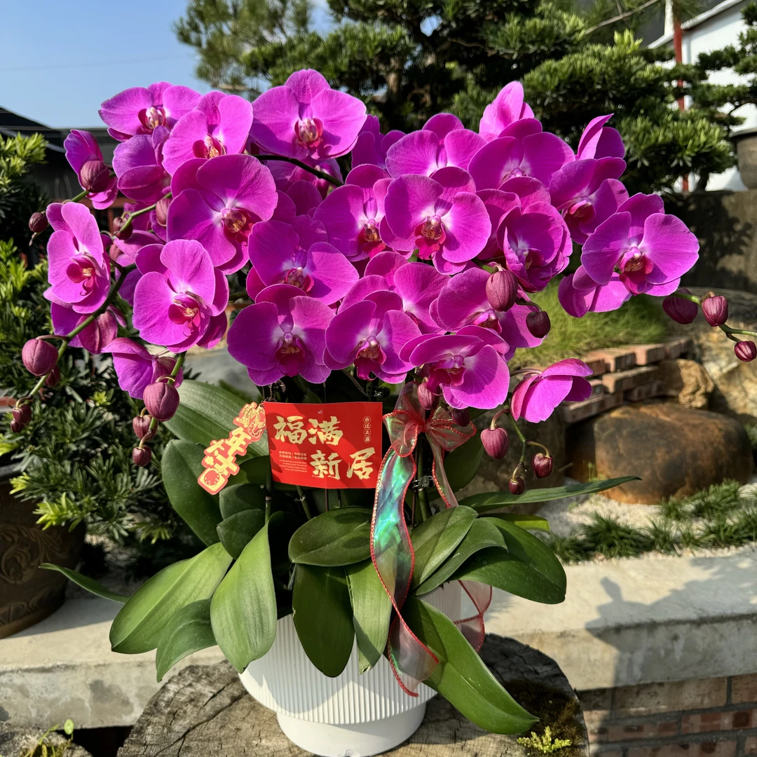蝴蝶兰 《紫气东来》 九紫离火年必入  高端送人送礼 基地直发