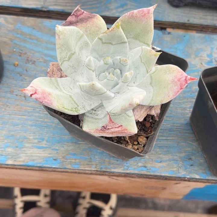 邪***2谢谢姐姐～一物一拍1003