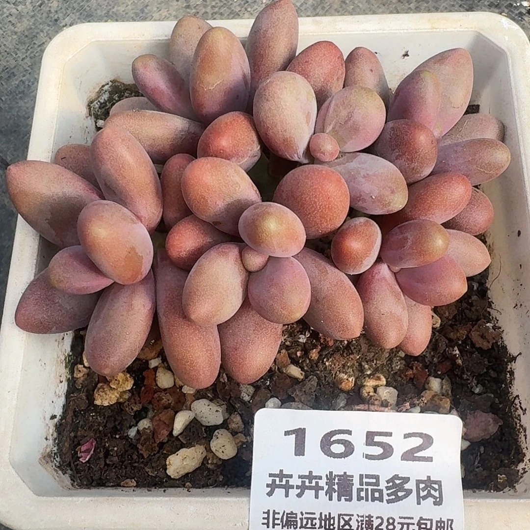 1652 卉卉精品多肉 非偏远地区蒲28元包邮