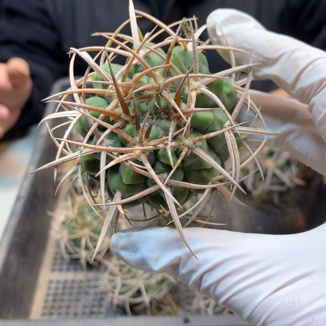 实生 强刺碧岩玉7.5公分起发