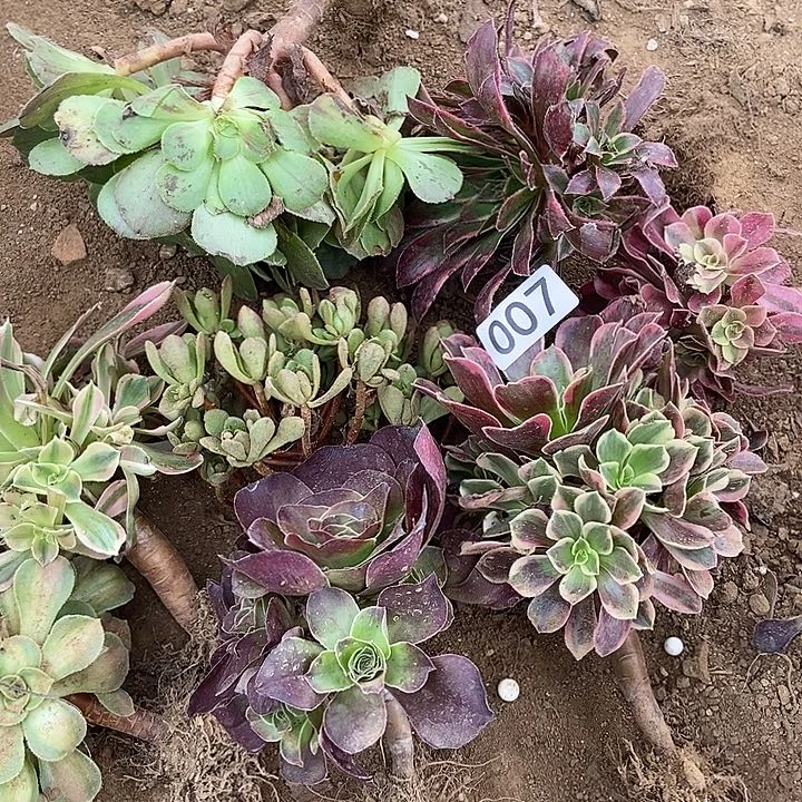 八颗小捧花多肉植物007多肉不包断裸根