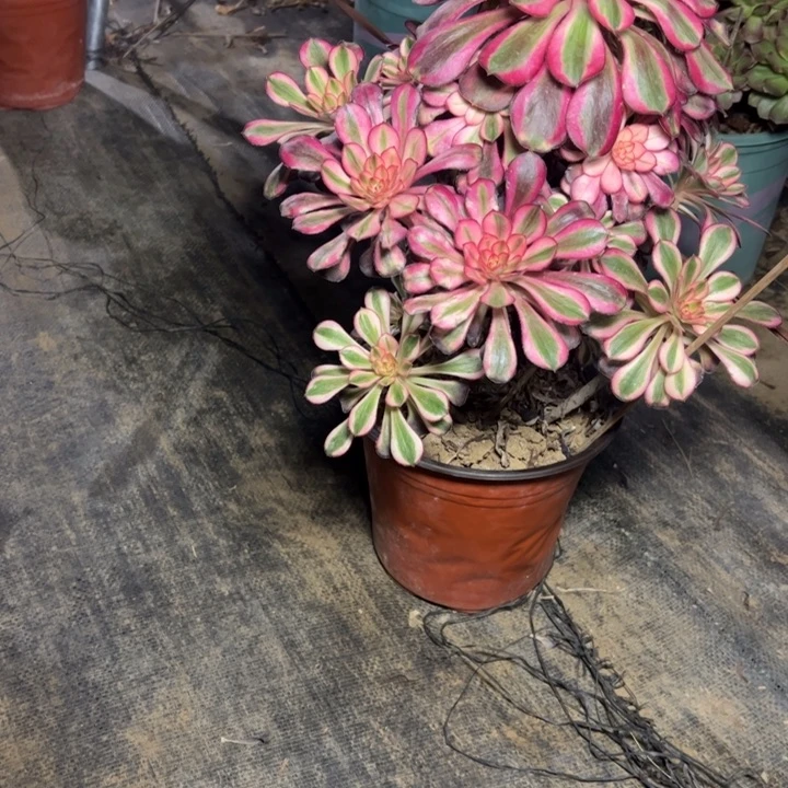 30香多肉多肉多肉多肉