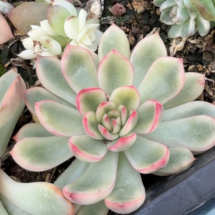 保利安娜锦多肉植物