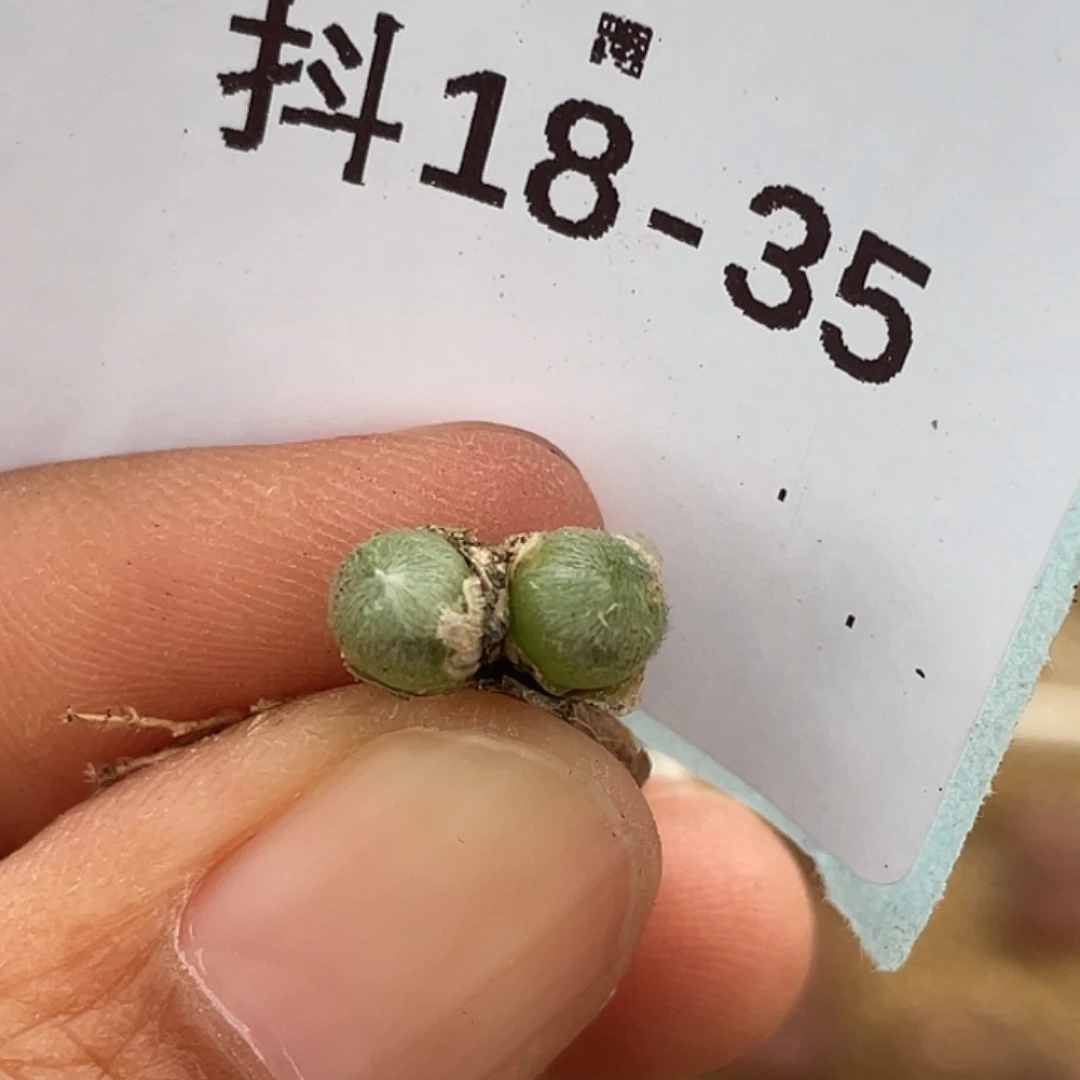 18-35毛球多肉植物