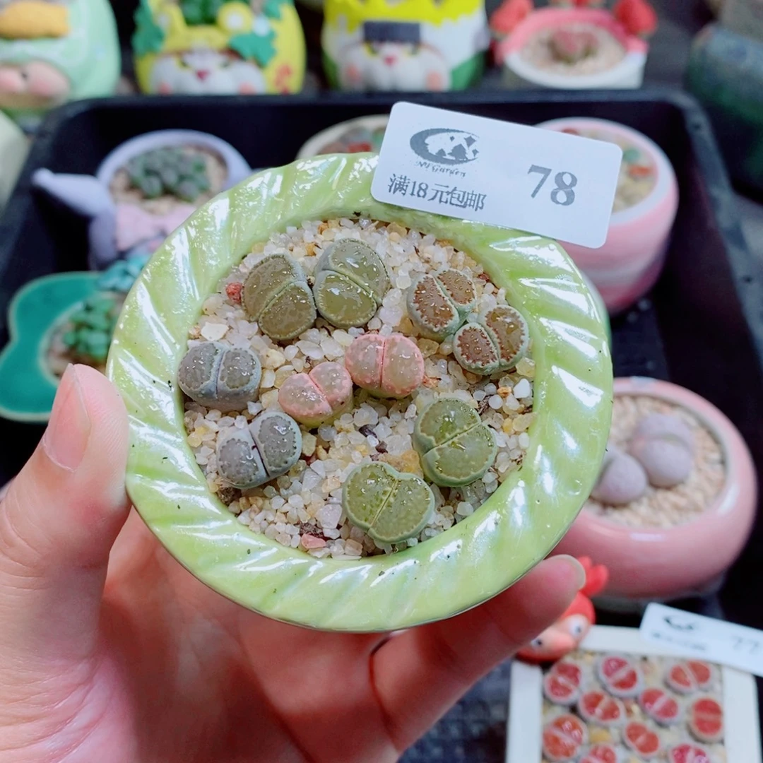 生石花花花花花78