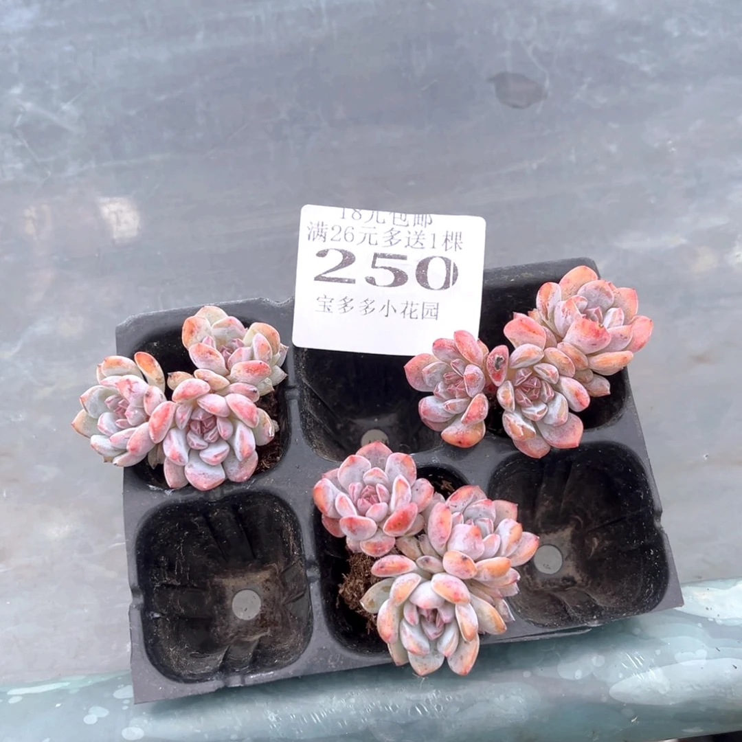 250号三颗星星橙小树
