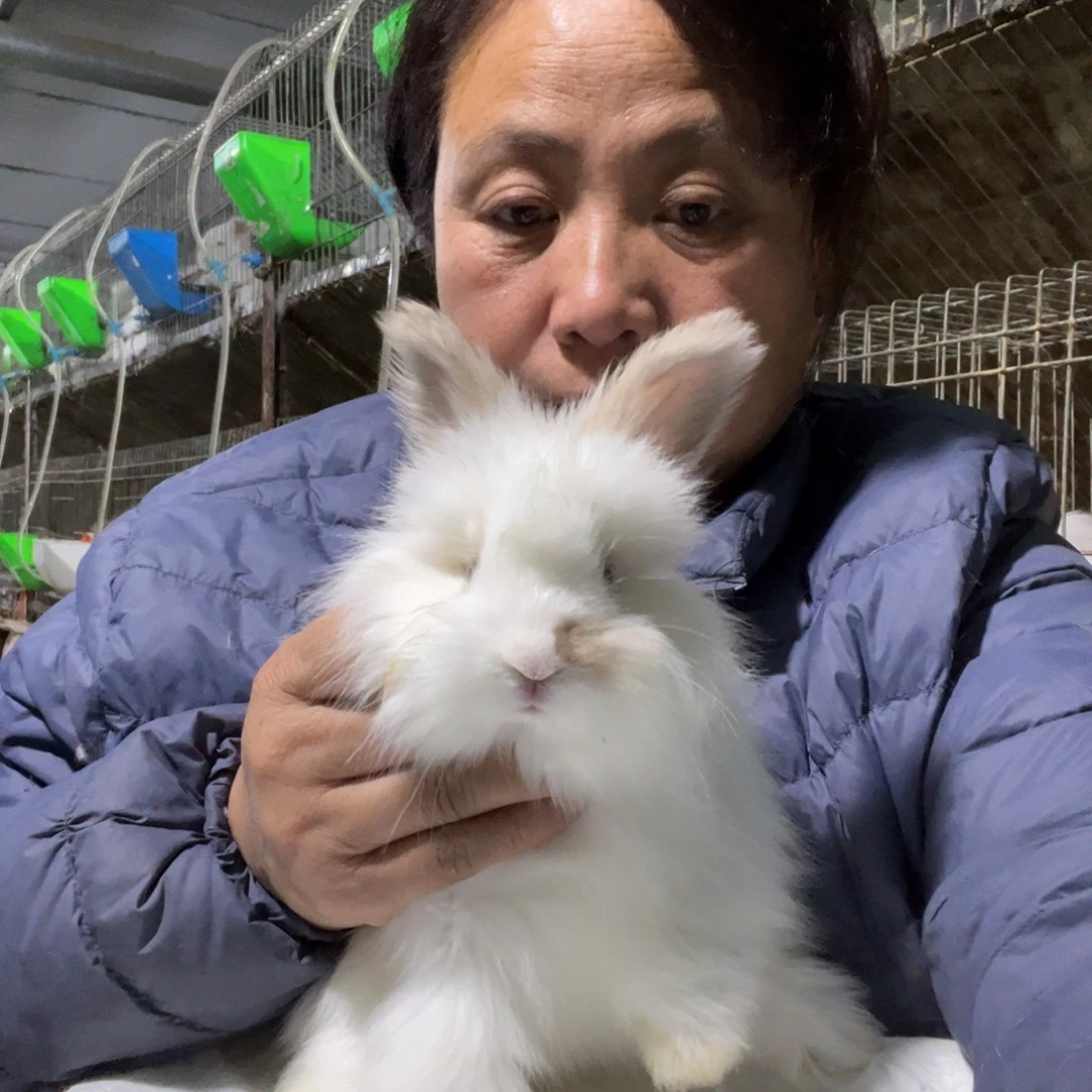 宠物兔英系安哥拉兔