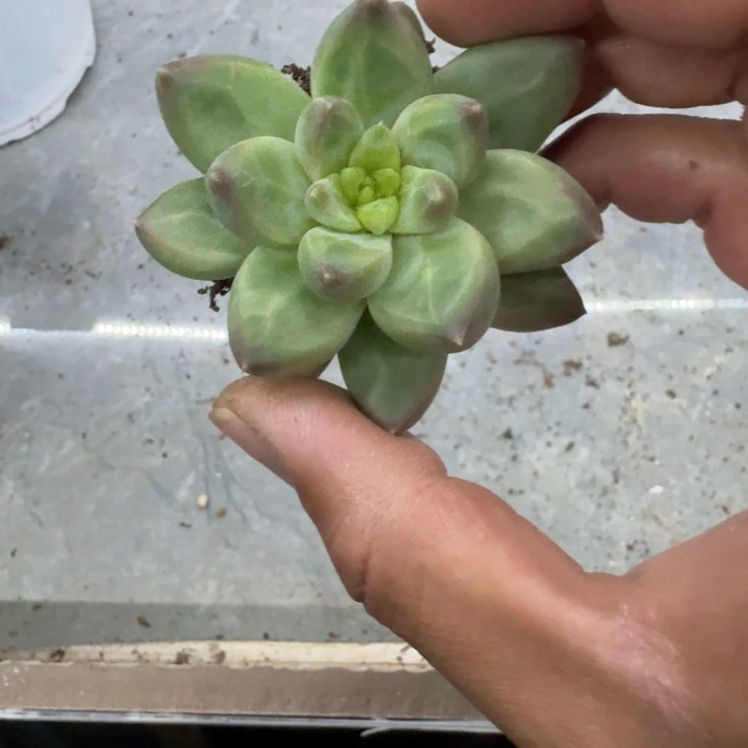 青梨美人 一物一拍