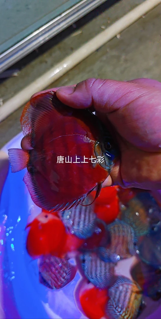 及品野血红卡！8-10左右肉身