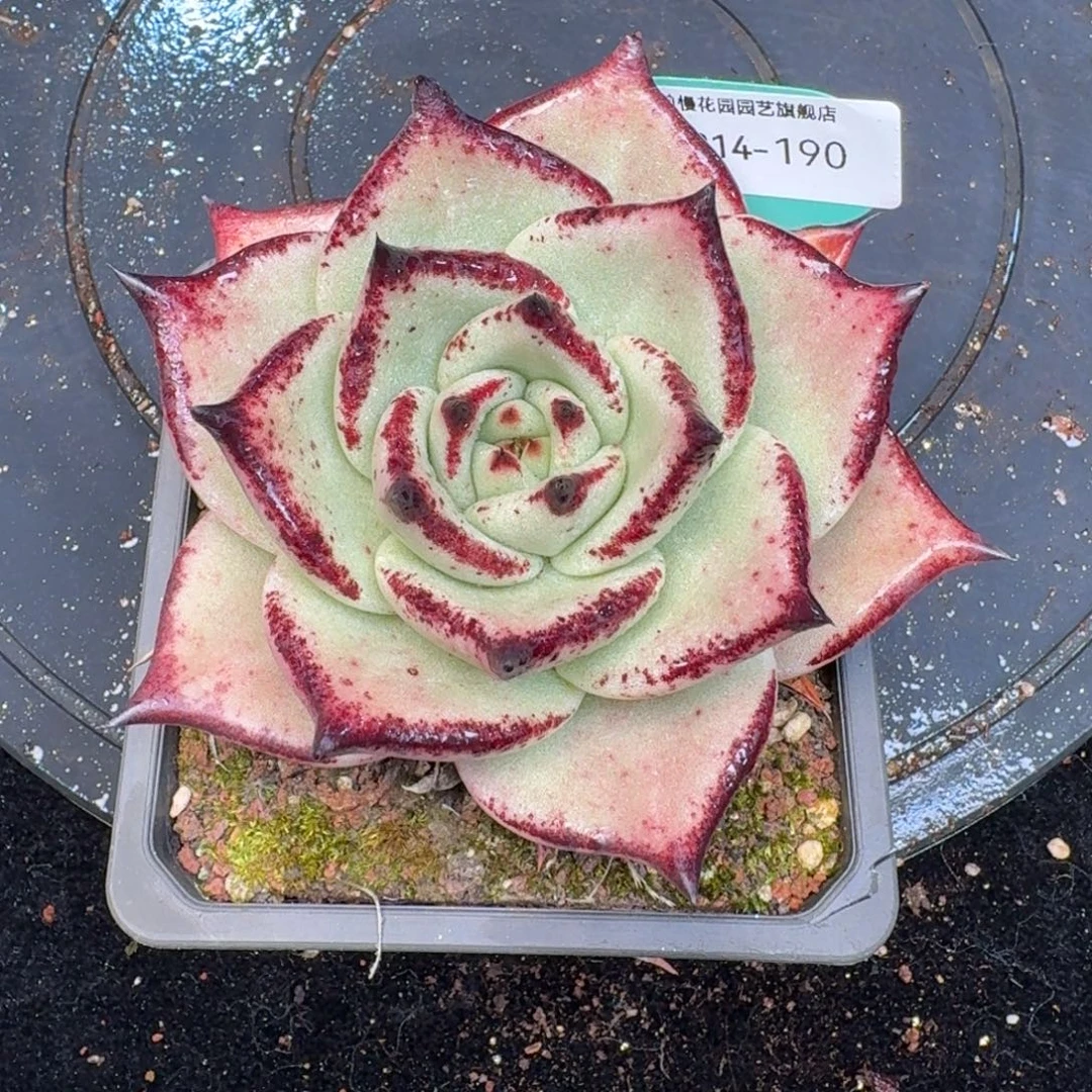 从前慢多肉精选编号1214.190