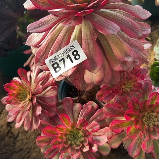 f**n多肉植物一个