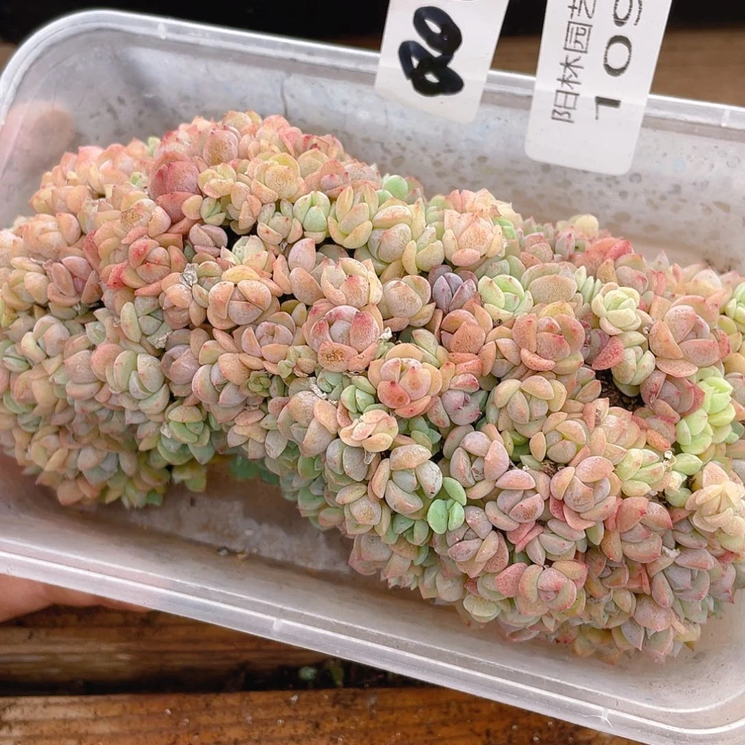 量拍多肉植物多肉植物109