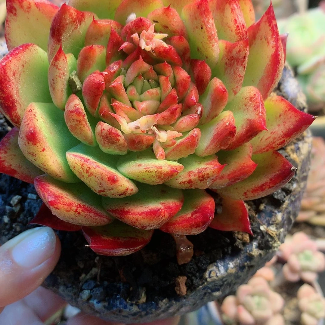 【闪购商品】暖*宝暖宝宝