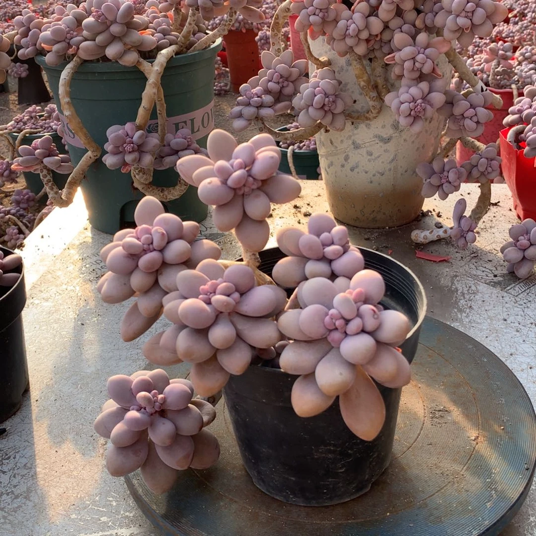 桃蛋老桩不带盆12号