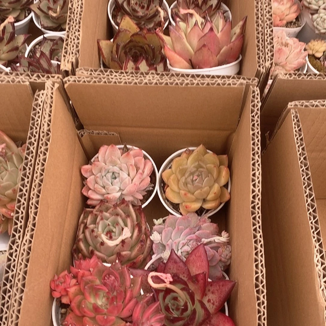 红粉黄橙大单头满杯 ！6053