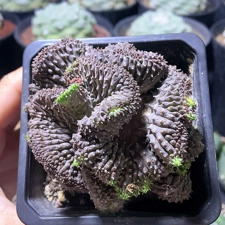 自根布纹球缀化