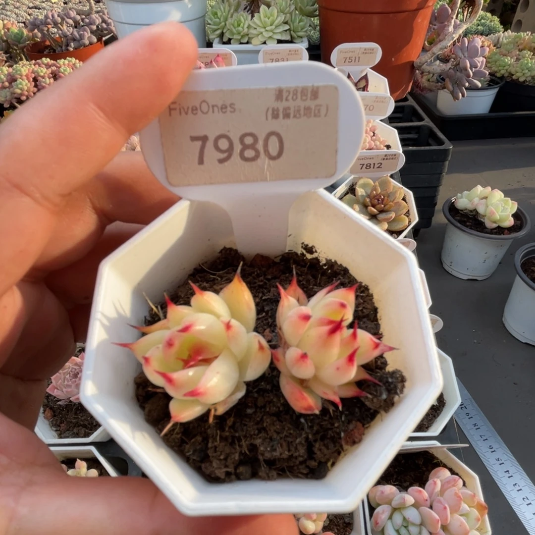 7980托斯卡内利 4.0厘米