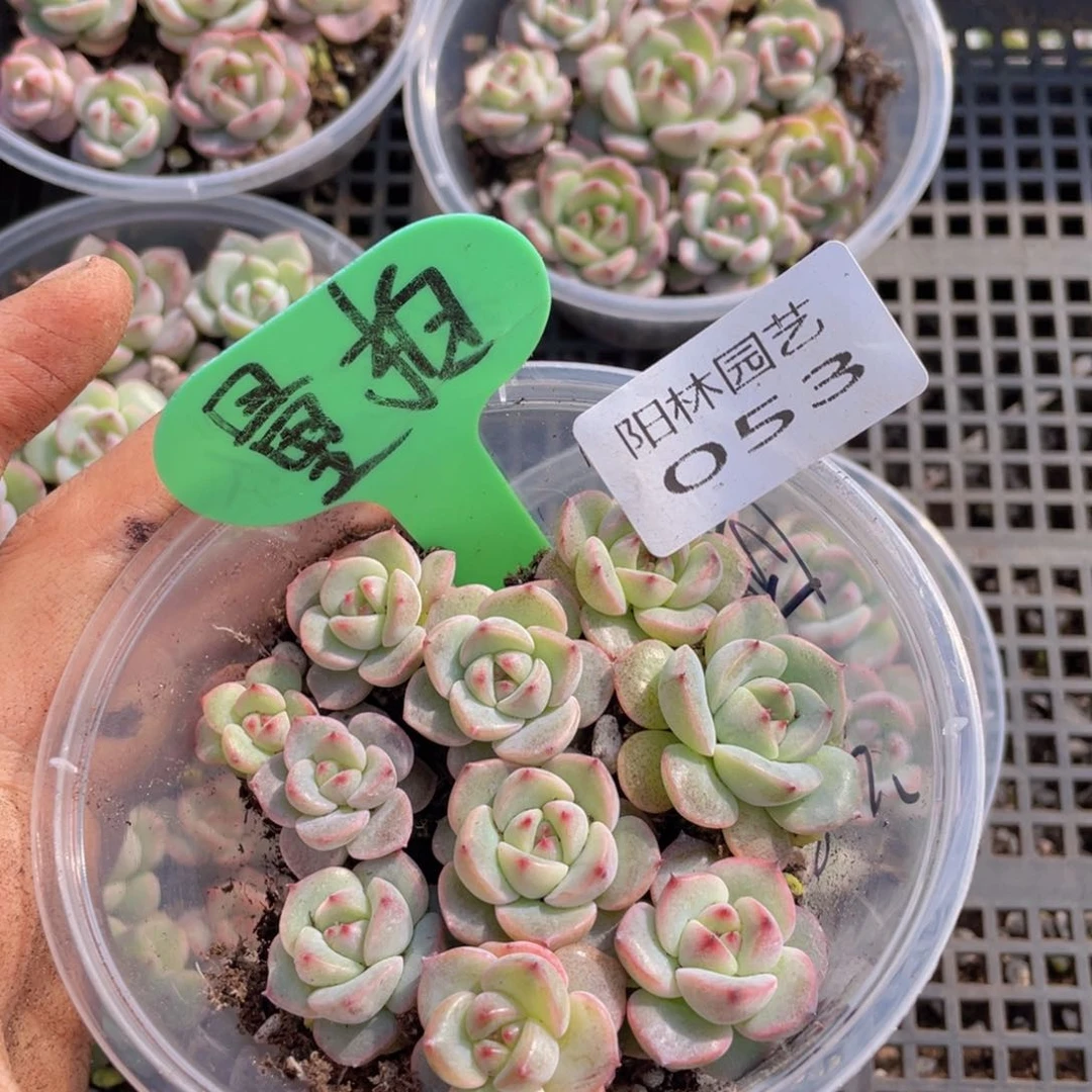 量拍多肉植物多肉植物53