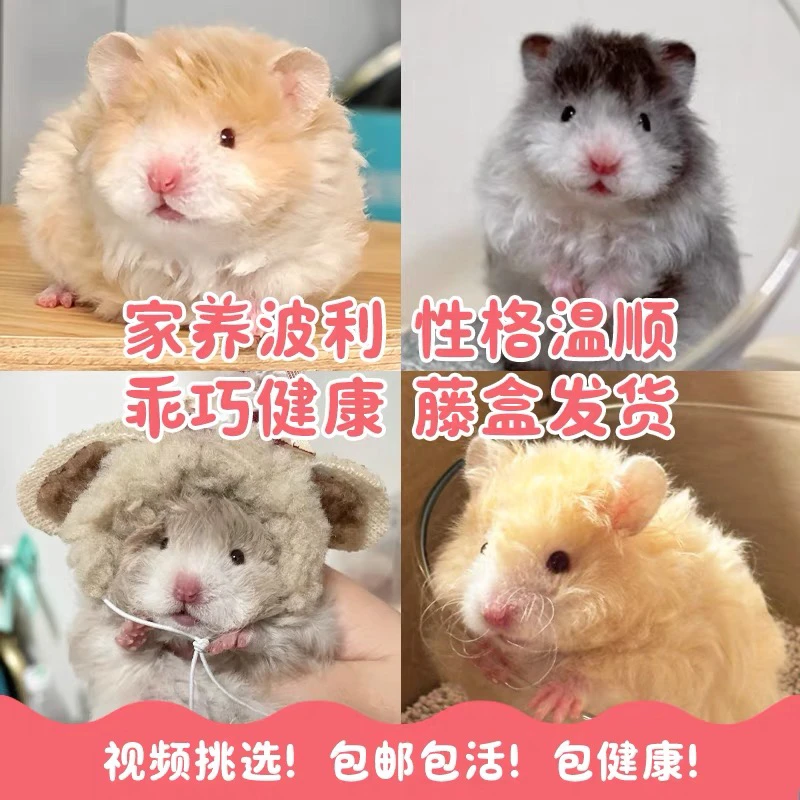 家养长毛金丝熊仓鼠可爱健康直毛卷毛波利纹包活包风险藤盒运输
