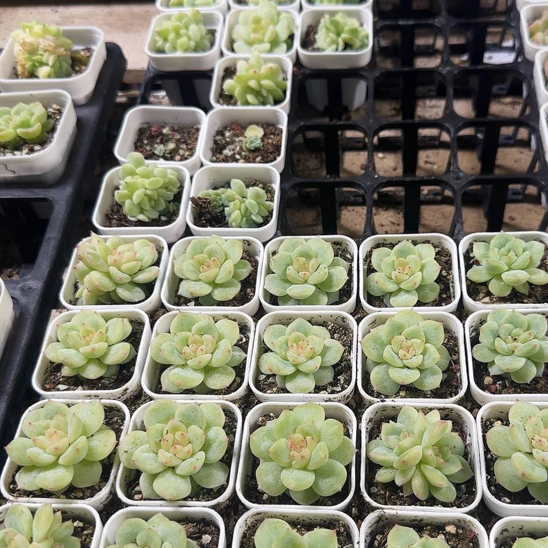 寒绯盆一个满25包邮