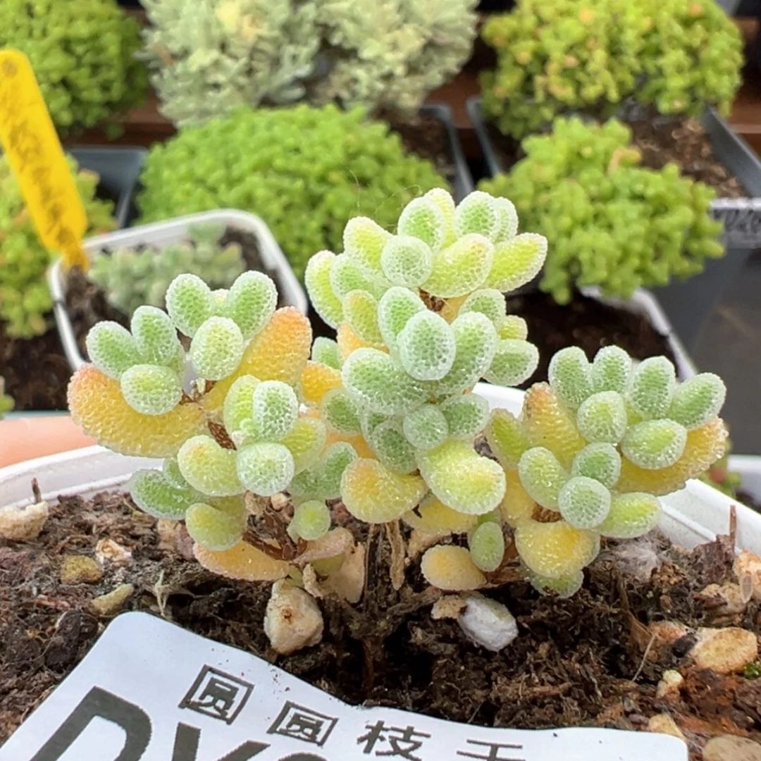 【闪购商品】dy0240实生冰晶杂冠幅4cm